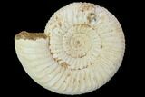 Perisphinctes Ammonite - Jurassic #100208-1